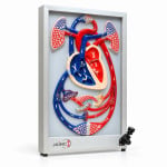 Cardiac Beat and Blood Circulation Model